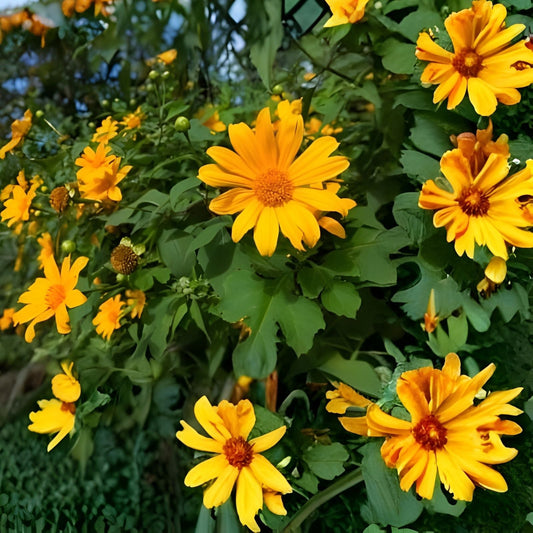 Mexican Sunflower Cuttings 8 Inches Tithonia Diversifolia Tropical Plant 10 Pack