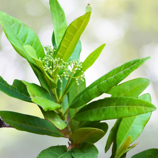 AllSpice Plant 4” Pot - Pimenta dioica - Aromatic Culinary Spice Plant for Home Gardens