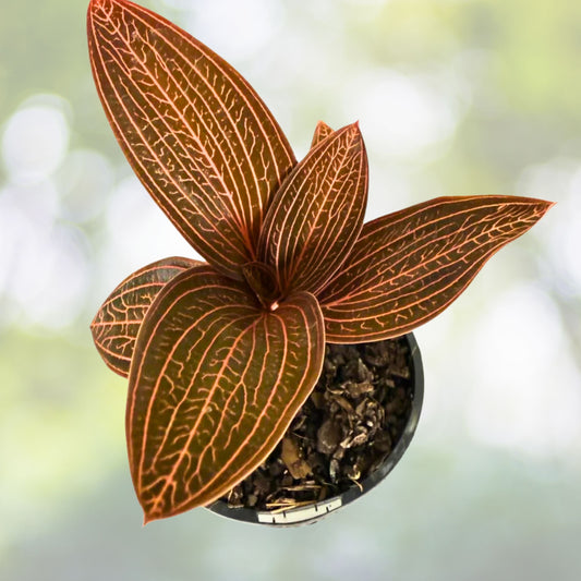 Jewel Orchid Plant 3" Pot Ludisia Discolor Elegant Foliage Metallic Veins Terrestrial Orchid for Home Decor