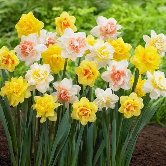 Daffodil Bulbs Classic Mix - 5 Count - Economical Flowering Bulbs for Garden - Narcissus
