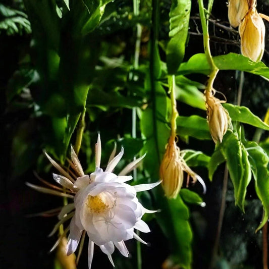 Night-Blooming Cereus Cactus Cuttings 6" Queen of the Night Epiphyllum oxypetalum, Succulent Plant, Easy Care, Indoor or Outdoor