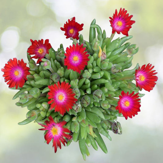 Red Ice Plant Succulent Ground Cover - 1 Pot (1 Clump) - Delosperma cooperi - Vibrant Red Foliage