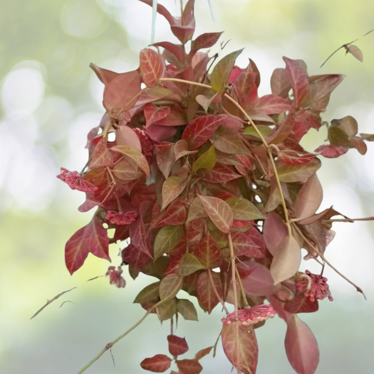 Hoya Plant Hanging Basket - Hoya erythrostemma 'Sunrise' - Rare Tropical Houseplant with Green and Red Leaves