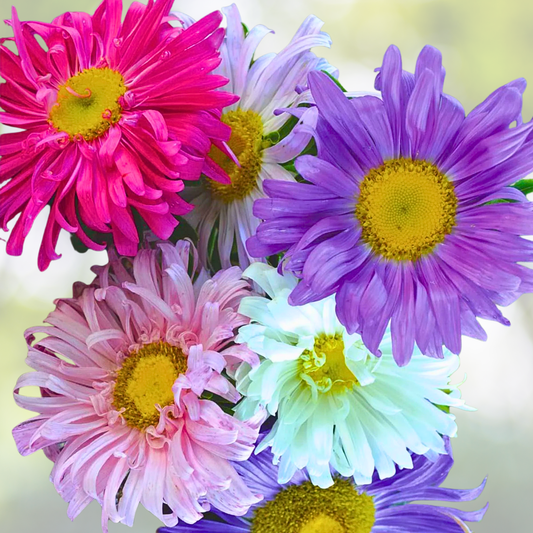Aster Seeds - 200 Non-GMO Colorful Cut Flowers for Pollinators - Crego China Aster (Callistephus chinensis)