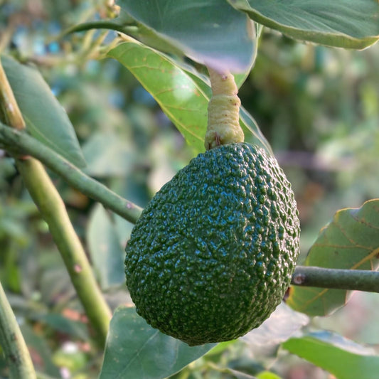 Hass Avocado Seeds 5-Pack - Easy Grow Persea americana - Rare Avocado Planting Seeds for Home Garden