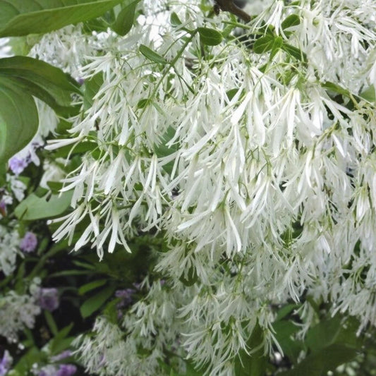 Fringe Tree Cuttings - 5+ Live Chionanthus virginicus Rare Ornamental Tree for Gardens and Landscaping