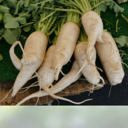 Heirloom Parsnip Seeds 25+ Organic Non-GMO Harris Model Pastinaca sativa for Planting