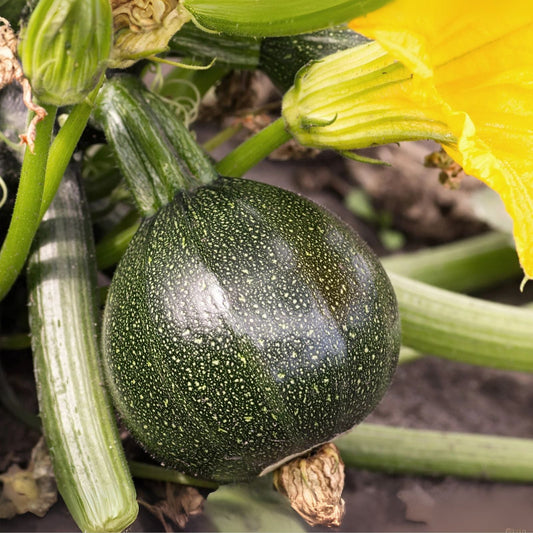 Round Zucchini Live Plants 2 Pack in 4 Inch Pot Round Squash for Home Gardening Cucurbita pepo