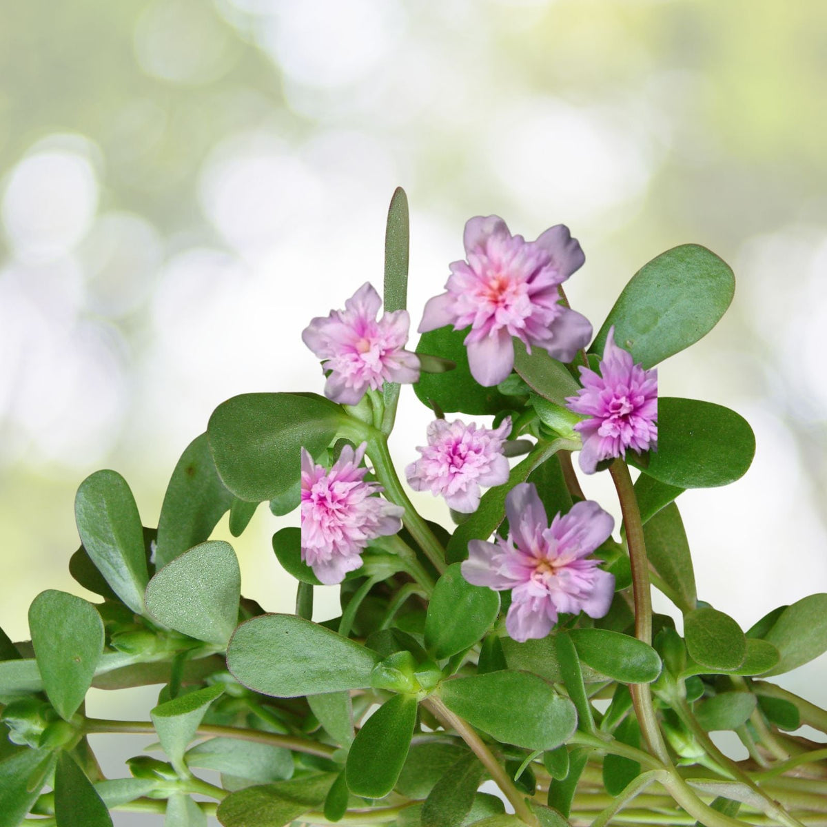 Portulaca Live Starter Plant 4 6" Double Pink Succulent Seagglass Variety (Portulaca grandiflora)