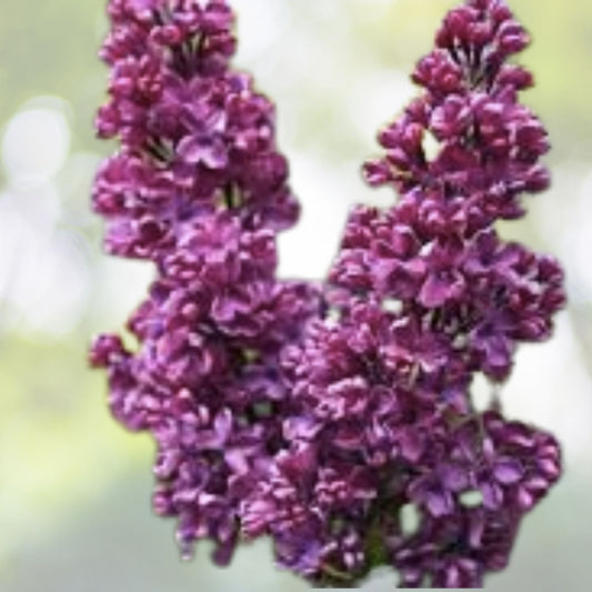 Purple Lilac Shrub Seeds | 20 Count | Syringa villosa | Fragrant Flowering Plant for Gardens