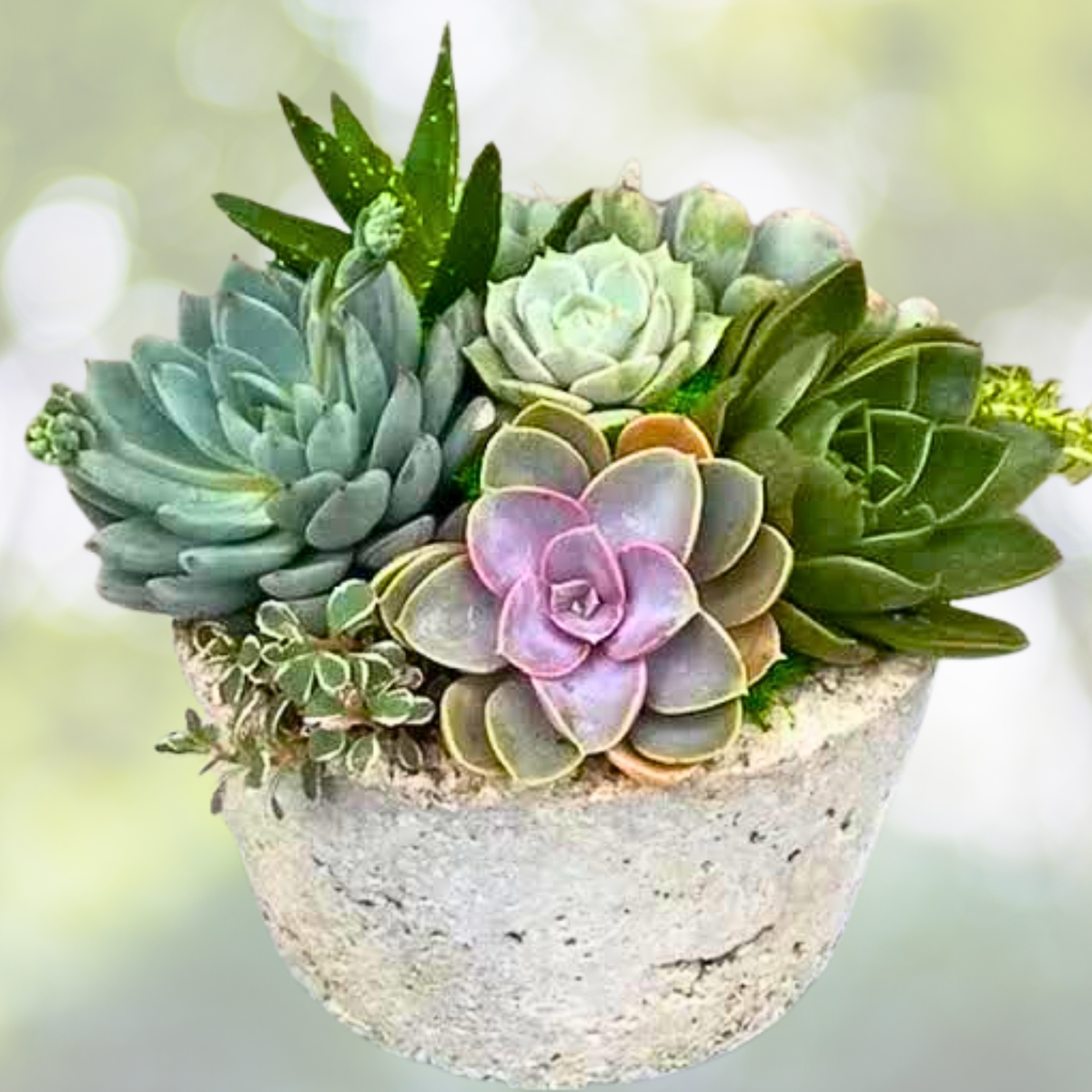 200pcs Rare Mixed Succulent Seeds - Unique Variety for Indoor & Outdoor Planting - Ideal for Gardening (Various Species)