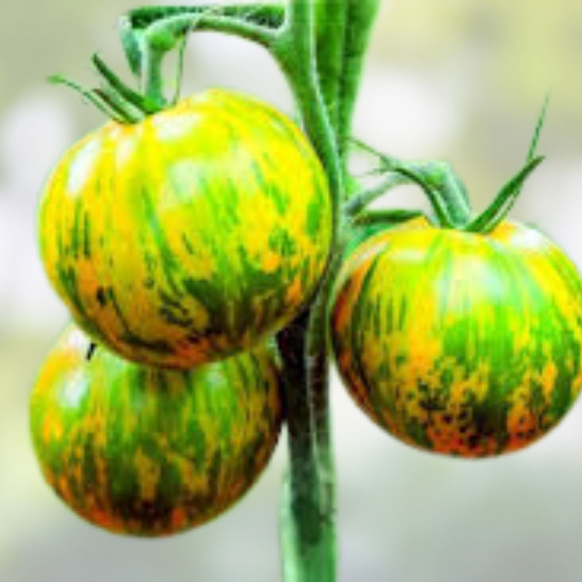 Green Zebra Tomato Seeds - 100+ Heirloom Variety, Green Striped Fruit, Solanum lycopersicum, USA Grown