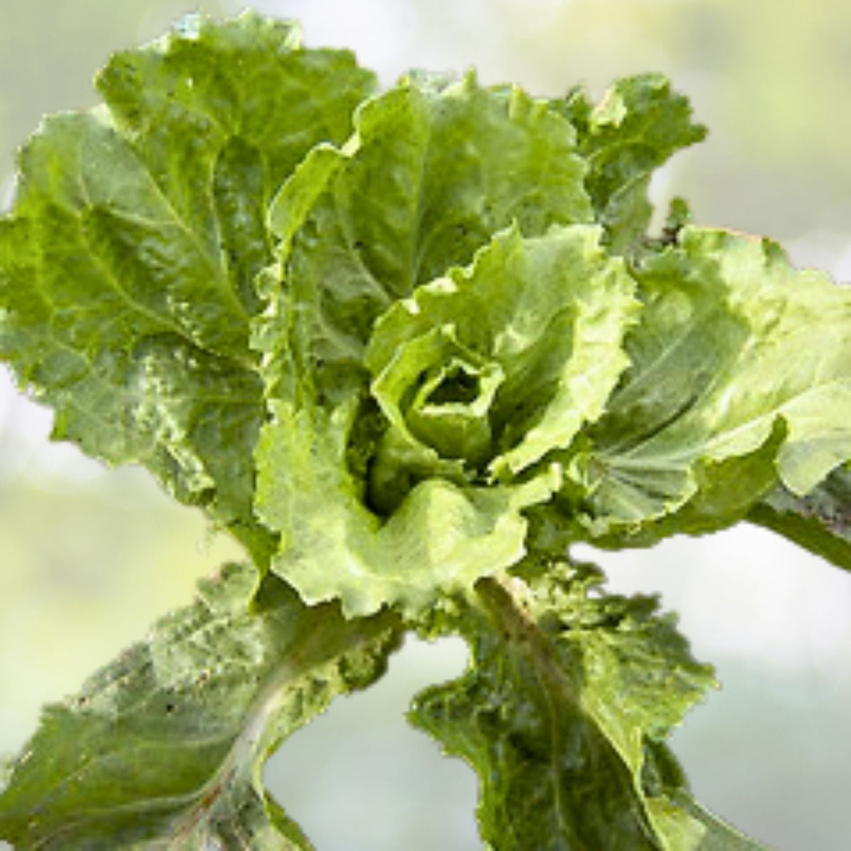 Sugar Loaf Endive Seeds | Heirloom NON-GMO | Fresh Garden Seeds | Cichorium endivia