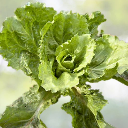 Sugar Loaf Endive Seeds | Heirloom NON-GMO | Fresh Garden Seeds | Cichorium endivia