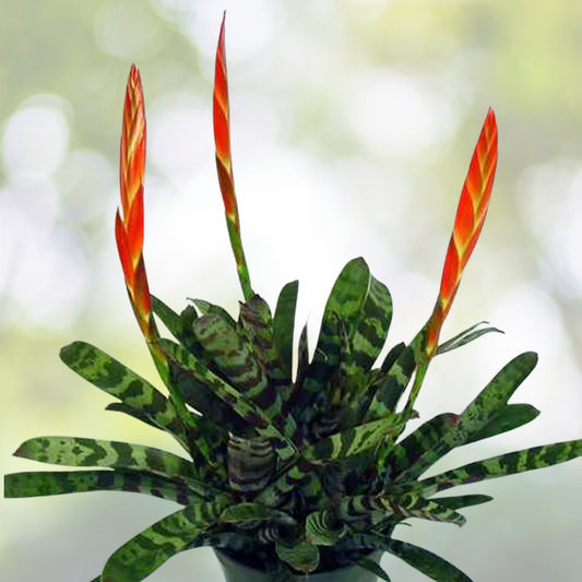 Bromeliad Plant 4" Pot Vriesea Splenreit - Tropical Indoor Houseplant, Air Purifying, Easy Care Live Plant