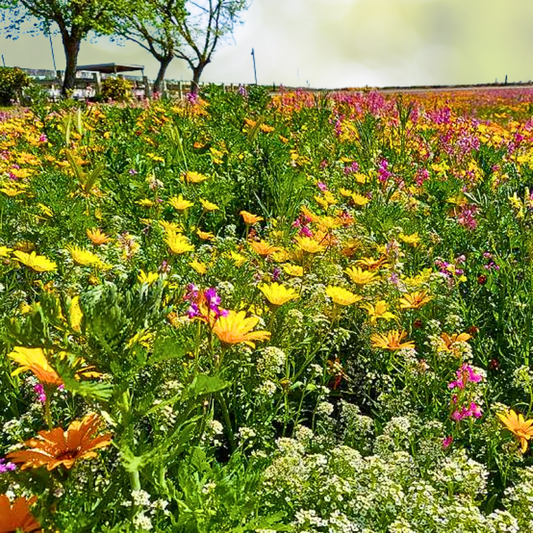 Wildflower Mix 1000 Seeds Dry Area Mix Perennials Full Sun Pollinators Non-GMO - Ideal for Gardens and Landscapes