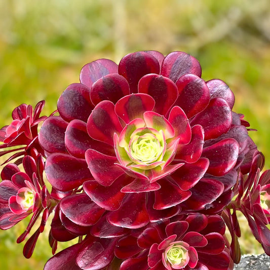 Rare Aeonium Medusa Cutting 5.5"-6" Variegated Succulent Plant, Unique Indoor/Outdoor Decor, Ideal for Collectors, Aeonium arboreum