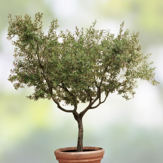 Olive Tree Live Plants 6-12in Fully Rooted Cuttings Olea Europaea for Indoor Outdoor Gardens