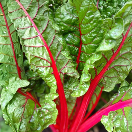 Swiss Chard Seeds Rainbow Heirloom Variety Non-GMO 500 Seeds Beta vulgaris subsp. cicla Vegetable Seeds