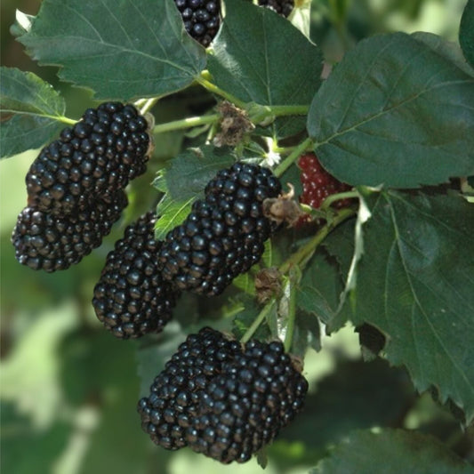 Blackberry Plant - Bare Root - Prime-Ark Freedom Floricane Variety - Rubus spp. - Edible Fruit - Easy Care - Antioxidant Rich