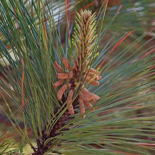 Loblolly Pine Tree Live Plant Set of 2, 12-16 Inches, Pinus taeda, Hardy for Zones 5-9, Freshly Dug, Fast Shipping