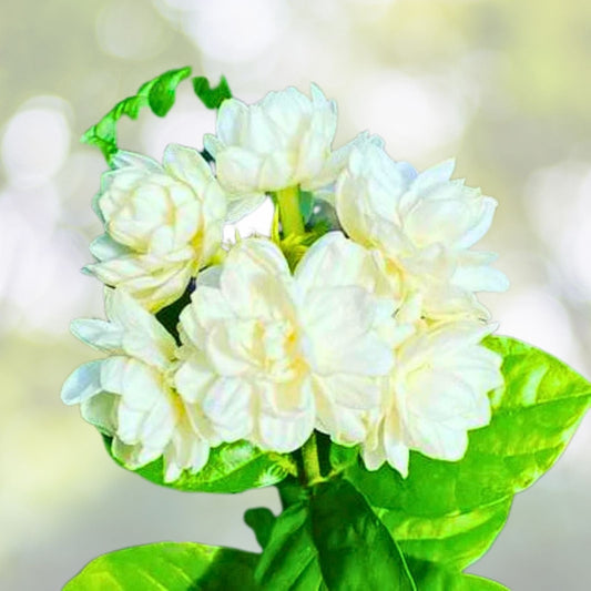 Arabian Jasmine Live Plant 15" Starter in 2.25" Pot - Jasminum sambac - Fragrant Indoor/Outdoor Houseplant