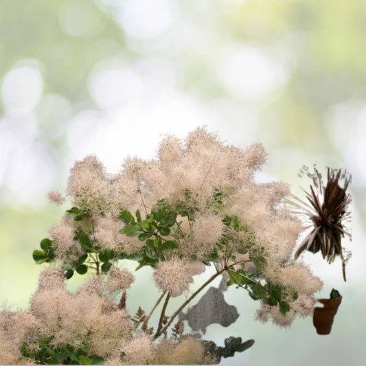 Young Lady Smoke Bush Seeds - 20 Pre-Stratified Seeds - Cotinus coggygria - Free Shipping
