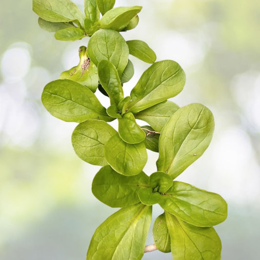Dutch Corn Salad Seeds - 500+ Count - Lamb’s Lettuce Mache - Locusta Herb Vegetable - Heirloom Seeds USA