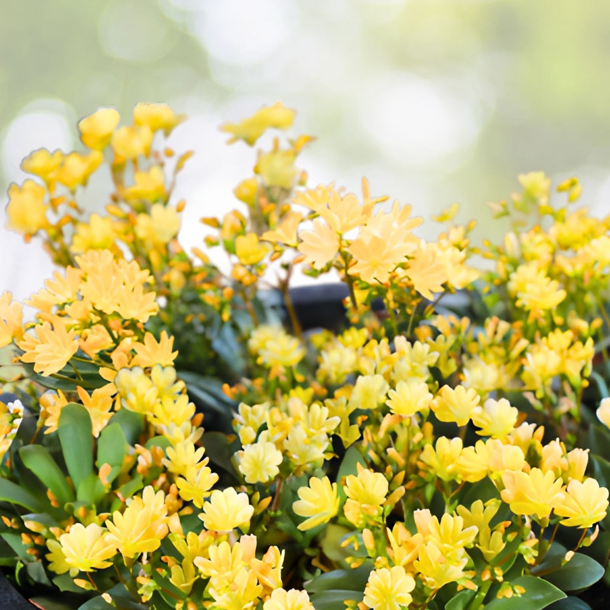 Golden Yellow Lewisia Seeds 35 or 100 Non-GMO Flower Seeds for Garden Lewisia rediviva