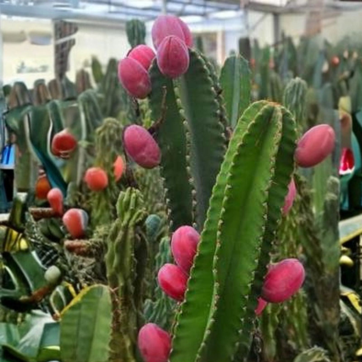 Peruvian Apple Cactus Cuttings Lot of 2 | Cereus peruvianus | Succulent Plant | No Roots | 14" & 11" Tall
