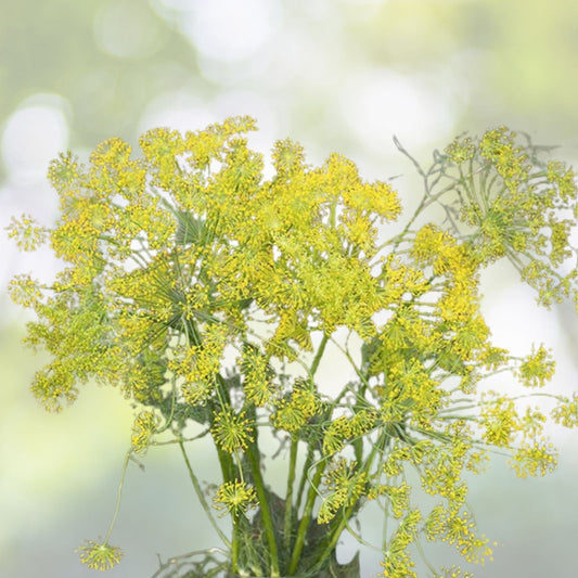 Bouquet Dill Seeds | NON-GMO Heirloom | Fresh Culinary Herb | Anethum graveolens