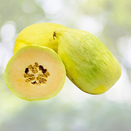 Cantaloupe Seeds 5000 Count Crenshaw Green Sweet Peach Flesh Egg-Shaped Melon Cucumis melo Yellow Green Rind