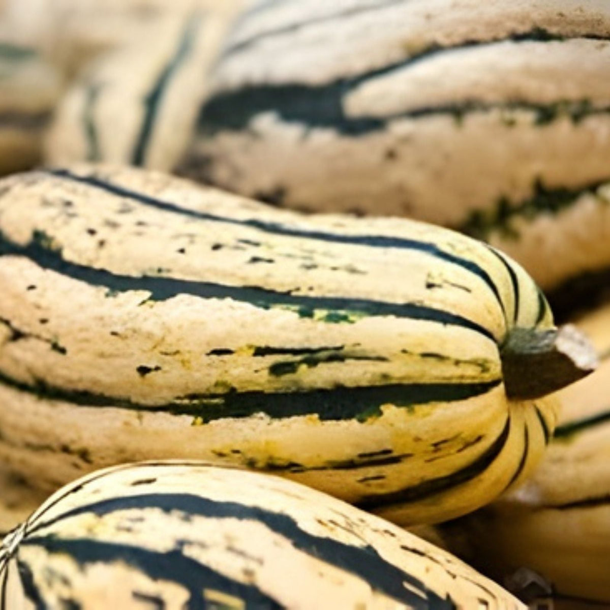 Delicata Squash Seeds for Planting 20 Seeds Jester Variety Cucurbita Pepo Gourmet Vegetable Seeds