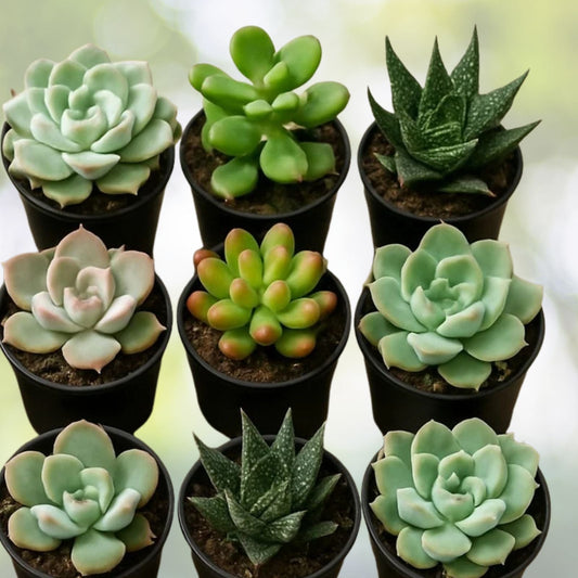 Succulent Variety Pack – Set of 6 Live Easy Care Assorted Succulents – Perfect for Home Decor and Gifts