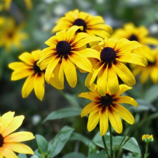 Black-Eyed Susan Plants 7+1 Free Golden Yellow Daisy Rudbeckia hirta, Full Sun, July-Oct Blooms, Perennial Garden Flowers