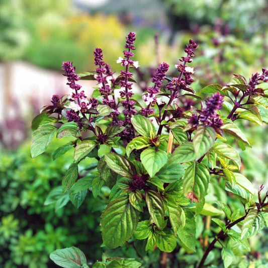 Licorice Basil Seeds - 200 Count Non-GMO Herb Seeds - Flavorful Culinary Basil - Ocimum basilicum