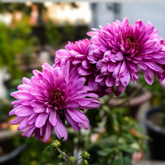 Amethyst Breeze Mum Seeds 200+ Chrysanthemum Flower Seeds Colorful Blooms Chrysanthemum morifolium