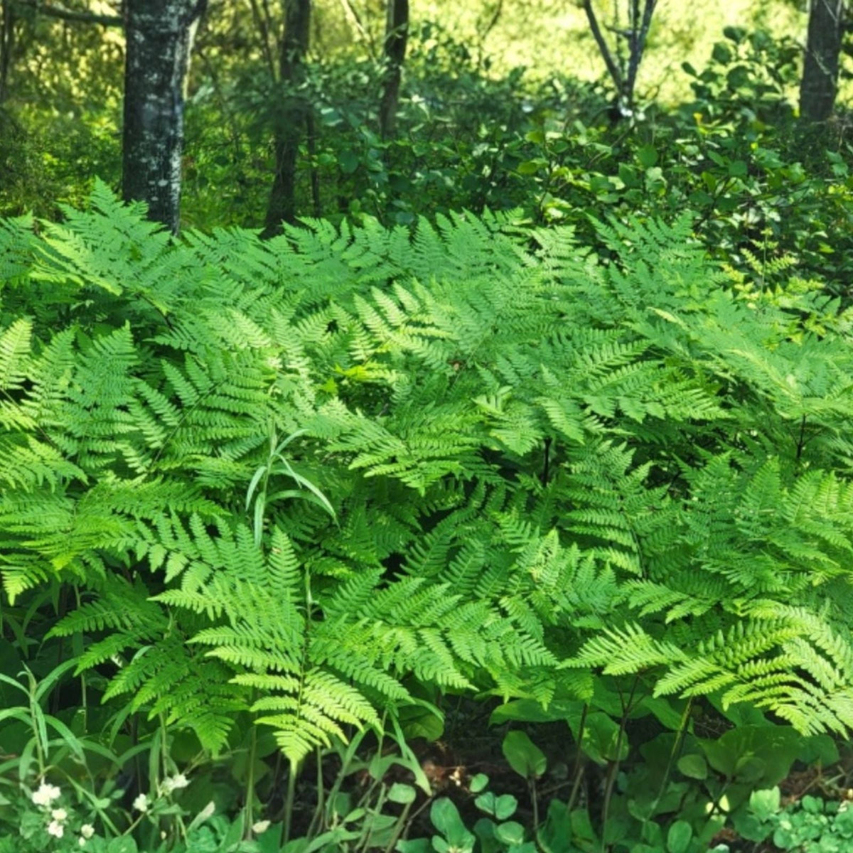 Eagle Fern Live Plants Set of 7 - Rare Woodland Ferns - Pteridium aquilinum - Green Indoor and Outdoor Ferns