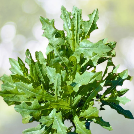 Organic Wild Prickly Lettuce Seeds - 75+ Medicinal Lactuca Virosa for Pain Relief - USA Grown