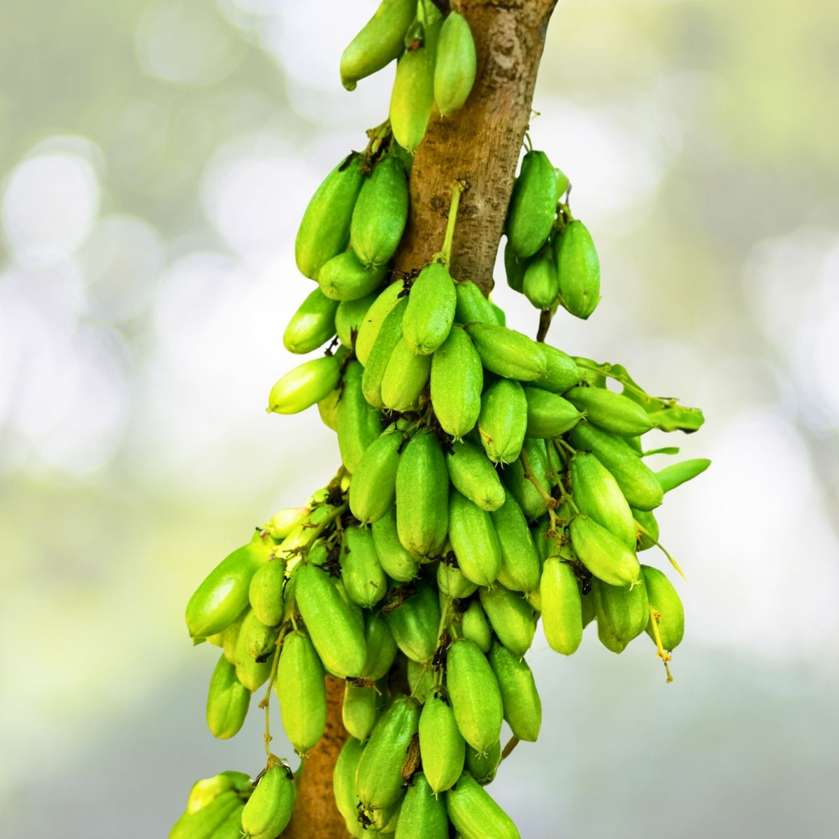 Fresh Bilimbi Seeds - 10x Exotic Sorrel Cucumber - Averrhoa Bilimbi - Easy to Grow Fruit Tree Seeds for Juices and Cooking