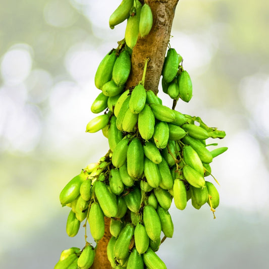 Fresh Bilimbi Seeds - 10x Exotic Sorrel Cucumber - Averrhoa Bilimbi - Easy to Grow Fruit Tree Seeds for Juices and Cooking