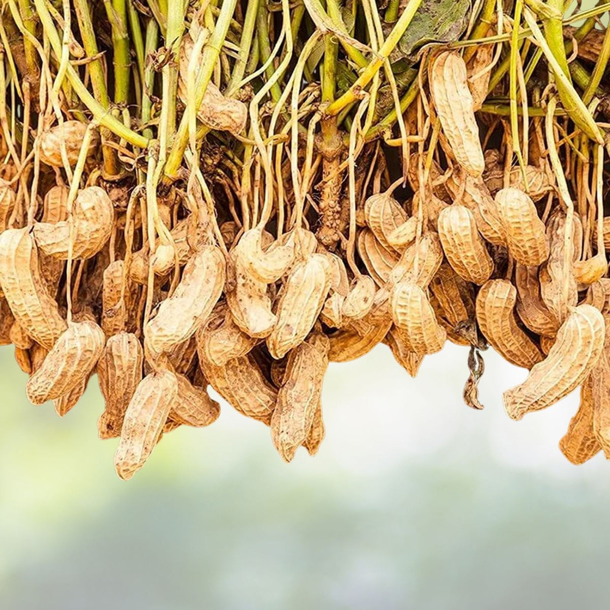 Tennessee Red Valencia Peanut Seeds (20+ Seeds) | Non-GMO | Vegetable Fruit | Arachis hypogaea