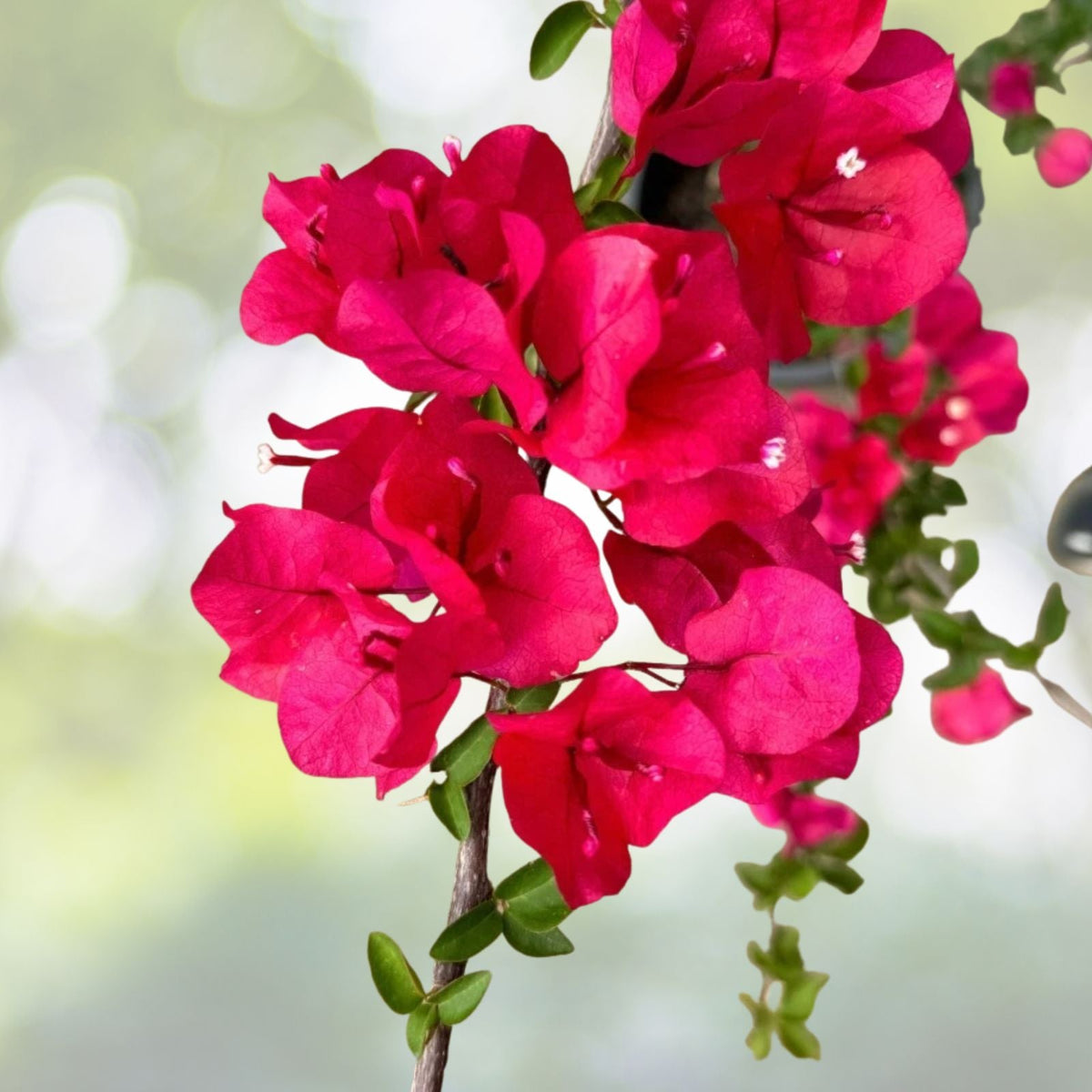 Bougainvillea Plant 5 10 Inch Tall Purple Flowers 4 Inch Pot Bougainvillea spp.
