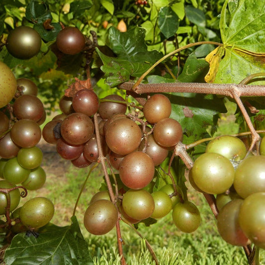Scuppernong Grape Vines 5-Pack Live Plants Bronze Muscadine Self-Fertile Vitis rotundifolia for Zones 7-10