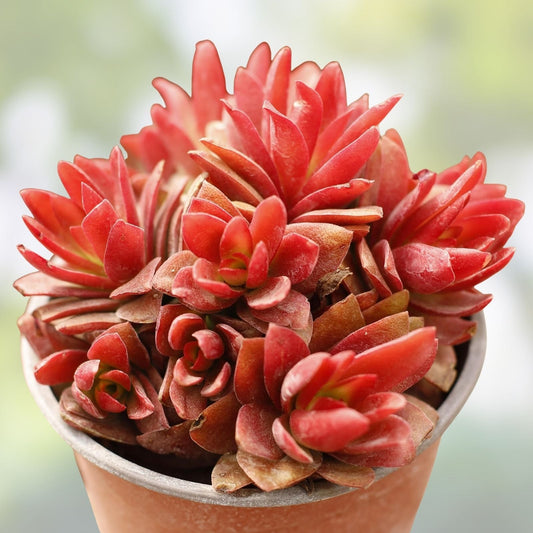 Crassula 'Campfire' Succulent Cuttings – 3 Healthy Colorful Plants for Indoor or Outdoor Decor