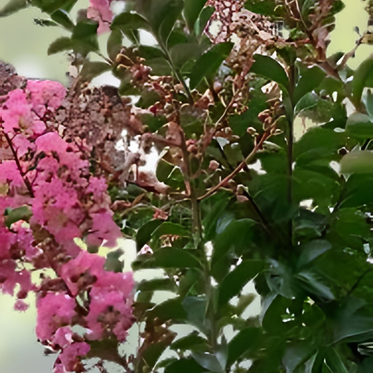 Crape Myrtle Tree Cuttings 3-4 ft Rhapsody In Pink Live Plant Lagerstroemia indica