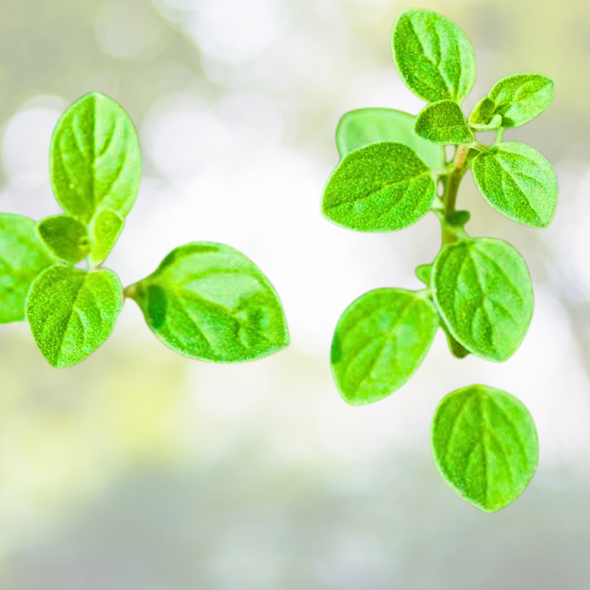 Oregano Seeds - 1000 Non-GMO Italian Culinary Herb for Gardening, Medicinal Use, Pizza Flavor - Origanum vulgare