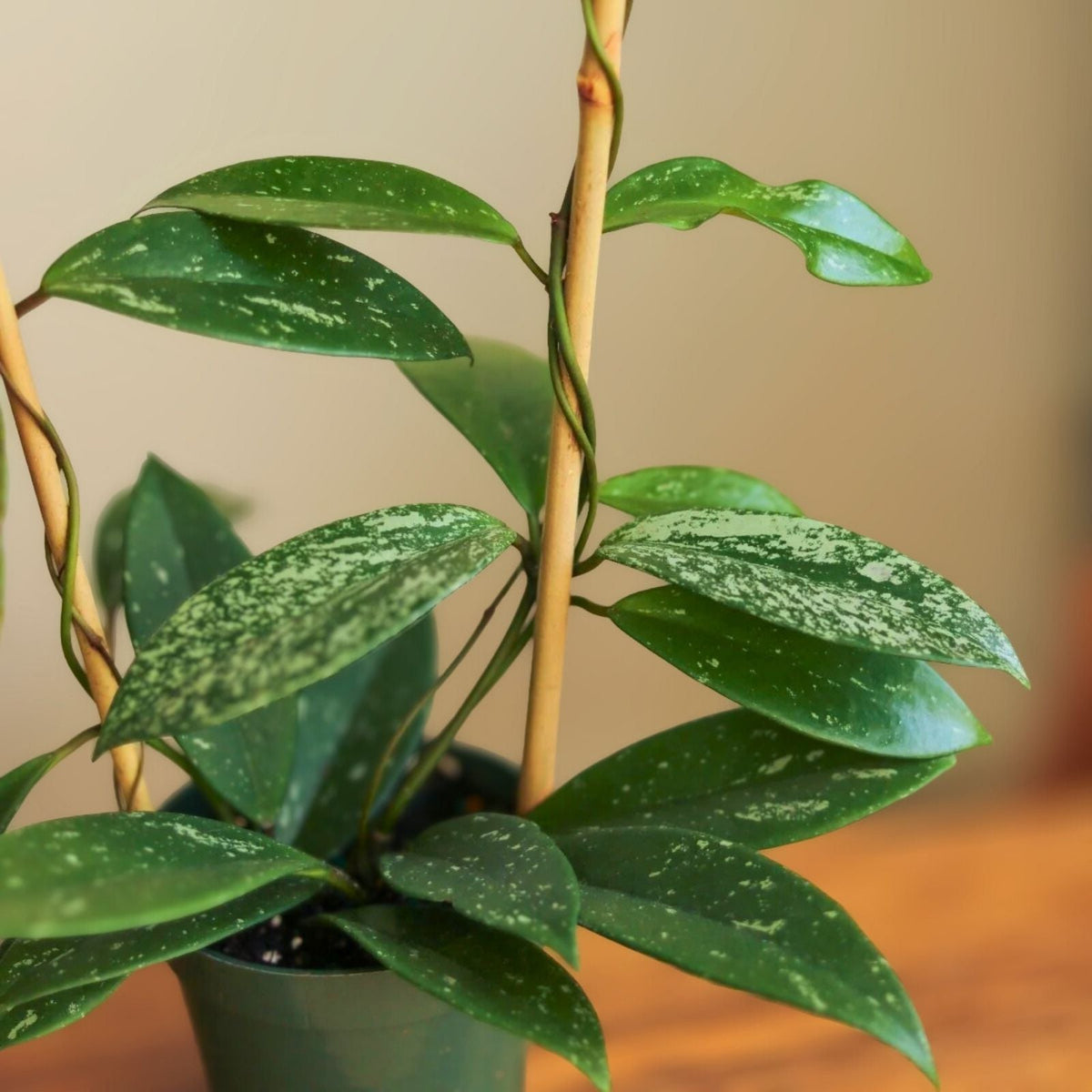 Hoya Pubicalyx 'Splash' 9" Hanging Pot | Easy Care Tropical Houseplant | Indoor Plant for Home Decor