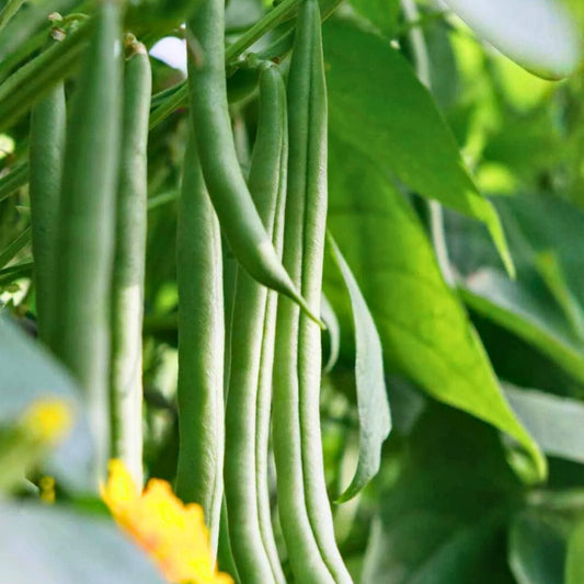 Heirloom Bean Seed Collection - 6 Organic Varieties for Home Gardening - Phaseolus vulgaris - Vegetable Seeds