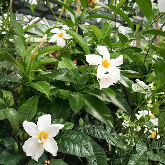 White Mandevilla Houseplant 4in Pot - Easter-Blooming Plant, Mandevilla alba, Indoor Flowering Plant